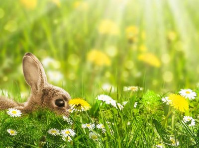 Wiese mit vielen Blumen und einem Hasen der sich versteckt dahinter