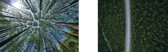 Waldbilder