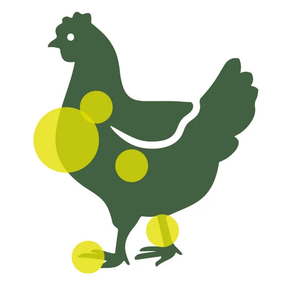 Eine Illustration von einem Huhn in dunkelgrüner farbe mit gelben Kreisen auf Körperstellen wie Hals, Brust, Bein, Fuß und Bauch