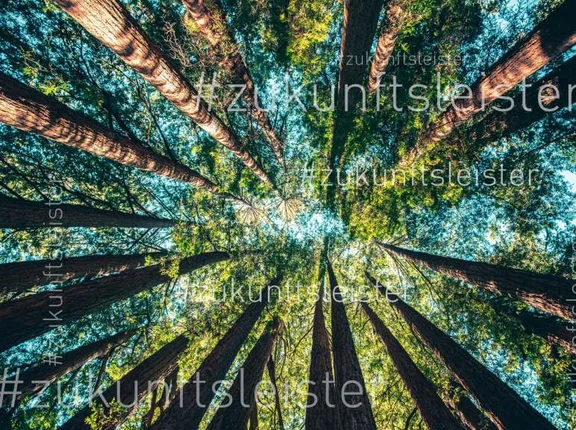 Wald voller Bäume, auf dem Bild sind die Schriftzüge: "#zukunftsleister"