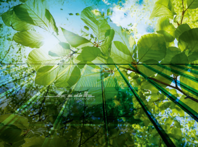 Bild von einem Ast mit grünen Blättern, durch die die Sonne scheint. Im Hintergrund sind Bäume und blauer Himmel zusehen.