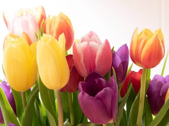 Oster Tulpen in den Farben: gelb, orange, rose und lila