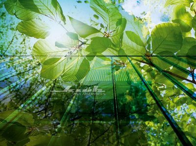 Bild von einem Ast mit grünen Blättern, durch die die Sonne scheint. Im Hintergrund sind Bäume und blauer Himmel zusehen.