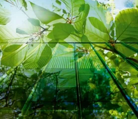 Ein Bild von grünen Pflanzen und Bäumen